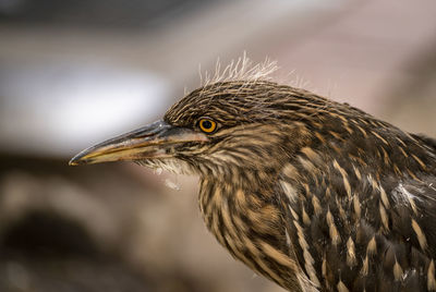 Close-up of a bird