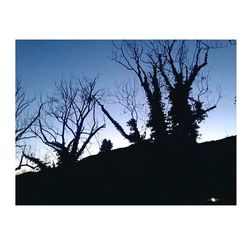 Low angle view of bare trees against sky