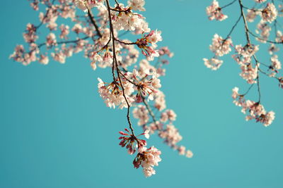 Low angle view of cherry blossom against blue sky