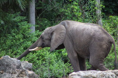 Side view of elephant in forest