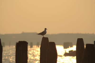 Bird perching on wooden post against sky during sunset