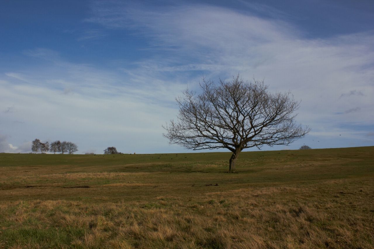 bare tree, tree, tranquility, tranquil scene, landscape, sky, field, scenics, grass, beauty in nature, nature, branch, non-urban scene, cloud - sky, grassy, remote, solitude, tree trunk, cloud, growth