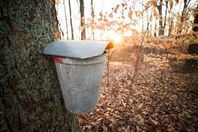 Close-up of container on tree trunk