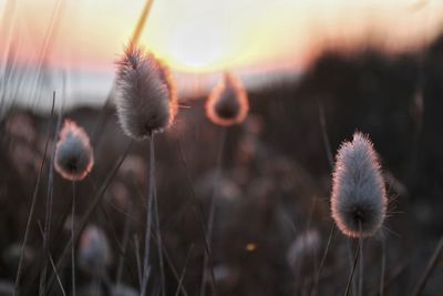 Close-up of dandelion against sky during sunset