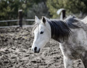 Horse standing in ranch