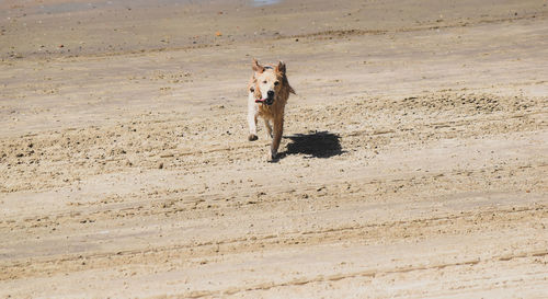 Portrait of dog running on sand