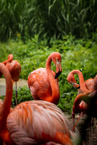 American flamingo is ashamed to show all its beauty in front of lens. teenager phoenicopterus ruber 