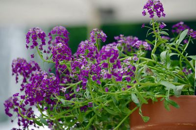 Close-up of purple flowering plant