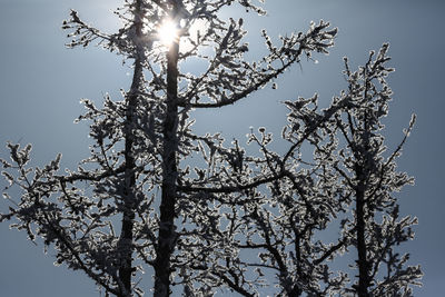 Low angle view of tree against clear sky