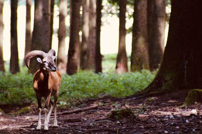 Wildpark poing, germany.