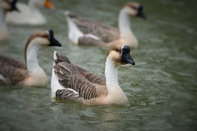 Duck swimming in lake