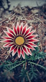 Close-up of red flower