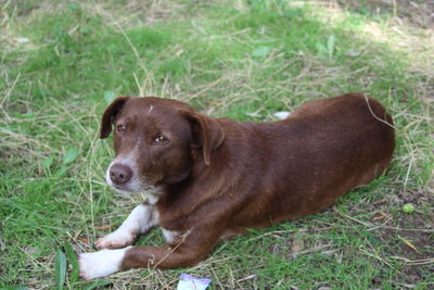 Dog lying on grass