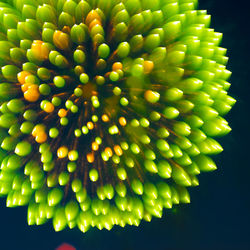 Close-up of green plant