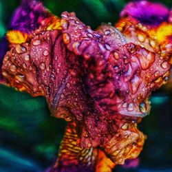 Close-up of purple flowering plant