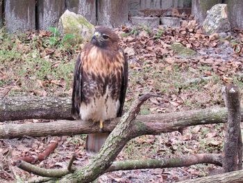 Close-up of bird perching on tree