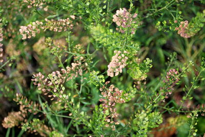 High angle view of flowering plant