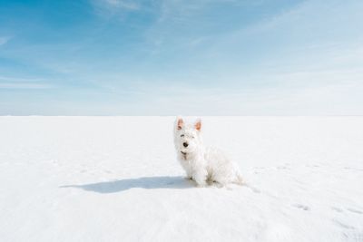 Portrait of white dog on frozen lake against sky