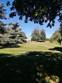 Trees on field against sky