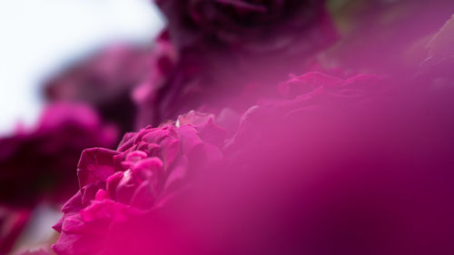 Close-up of pink rose flower