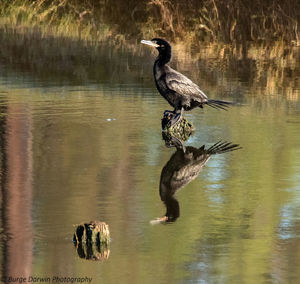 Bird flying over lake