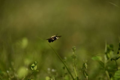 Close-up of butterfly pollinating flower