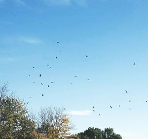 Low angle view of birds flying against blue sky