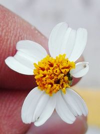 Close-up of white daisy flower