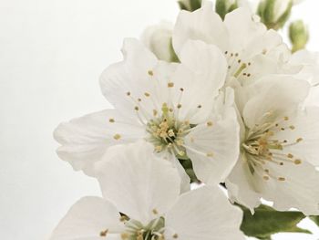 Close-up of white flowers