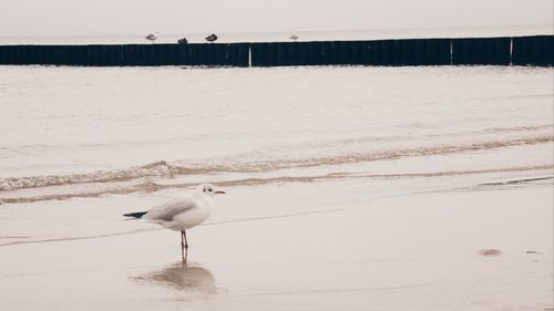 Seagull on beach