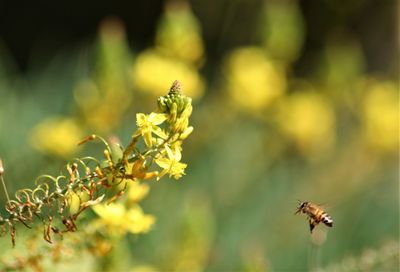 Close-up of bee pollinating flower