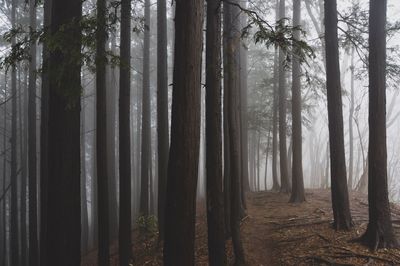 Trees in forest