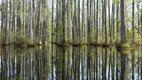 Trees in forest