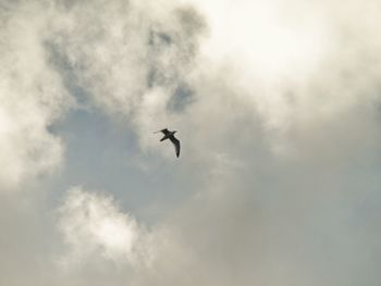 Low angle view of bird flying in sky