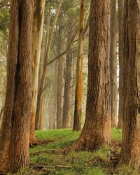 Trees in forest