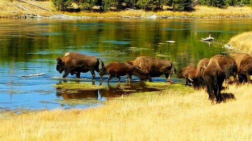 Sheep in a lake