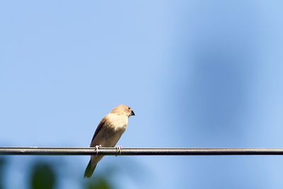 Low angle view of bird perching against clear blue sky