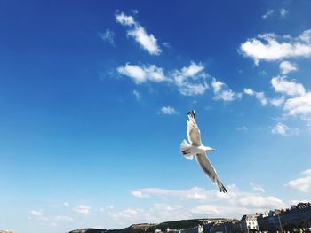 Low angle view of seagull flying in sky