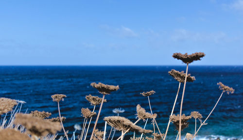 Scenic view of sea against blue sky