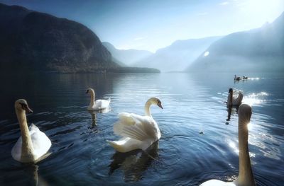 Swans swimming in lake