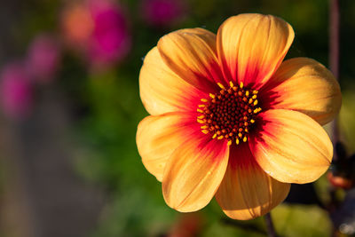 Close-up of flower against blurred background