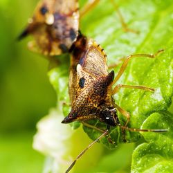 Close-up of insect on leaf