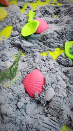 High angle view of pink flowers on rock