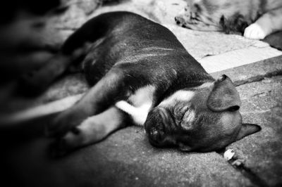 Close-up of a dog sleeping