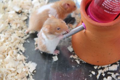 Close-up of pig eating food