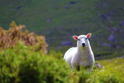 Sheep looking at camera