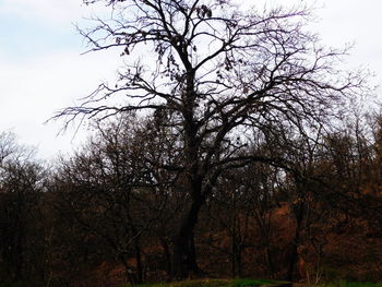 Bare trees on field