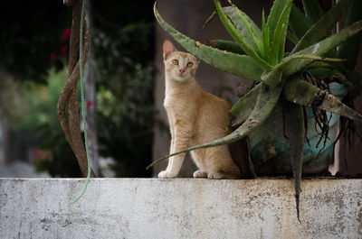 Cat sitting on tree