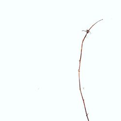 Close-up of branch against clear sky