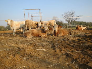 Sheep on landscape